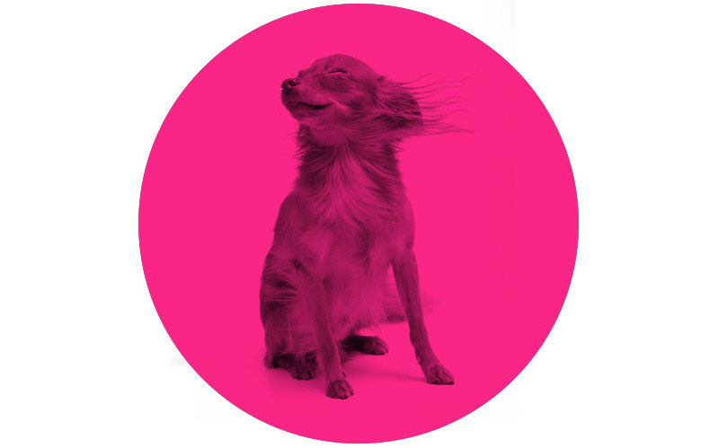 Faire Sens chien