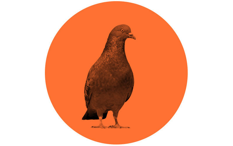 Faire Sens pigeon
